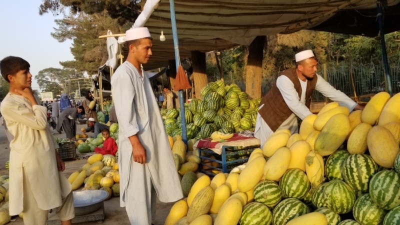 فراوانی خربوزه در بازار های شمال افغانستان منجر به کاهش این میوه خوش طعم و شیرین شده است