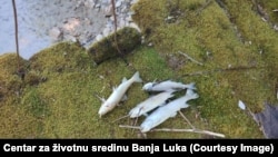 Pomor ribe na mjestu gdje se gradi hidroelektrana "Ulog" u Hercegovini, oktobar 2023. godine.