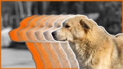 Улично куче - илустрација