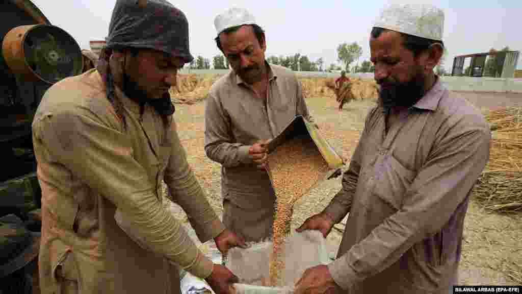 Pakistani farmers sort wheat grains after they have been threshed during the harvest season at a village on the outskirts of Peshawar. The Wilson Center, a nonpartisan research institute, reported on March 6 that 77 million Pakistanis are going hungry and 45 million are malnourished.