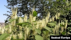 Az ártéri japánkeserűfű (Fallopia japonica) főleg az ártereken okoz gondot