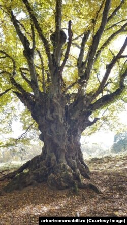 Cel mai gros carpen cunoscut în România (cu circumferința de 500 cm), în Ticușu Vechi, județul Brașov.