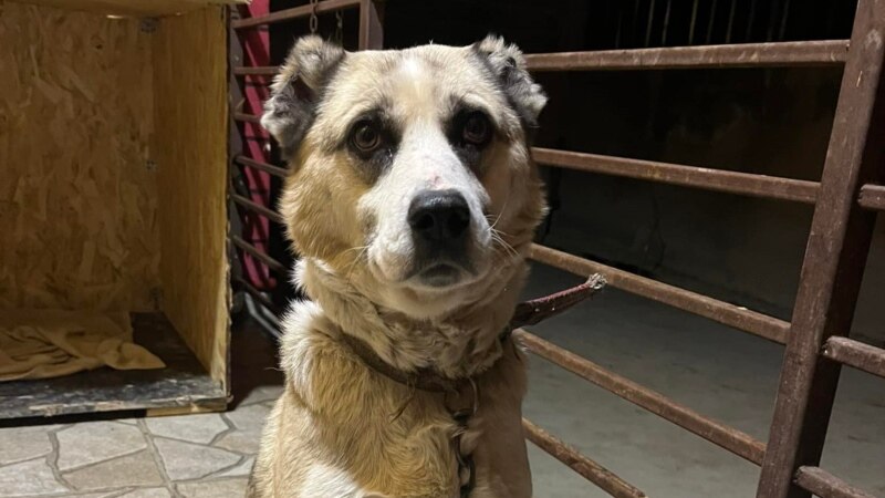 დუსკა - ძაღლი ოჯახიდან, სადაც პატრონმა კიდევ ერთ ძაღლს სასიკვდილოდ სცემა
