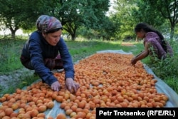 Apricots are prepared for drying.