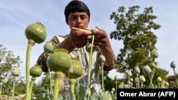 An Afghan farmer harvests opium sap from a poppy field in the Fayzabad district of Badakhshan Province in May.