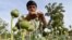 An Afghan farmer harvests opium sap from a poppy field in the Fayzabad district of Badakhshan Province in May.