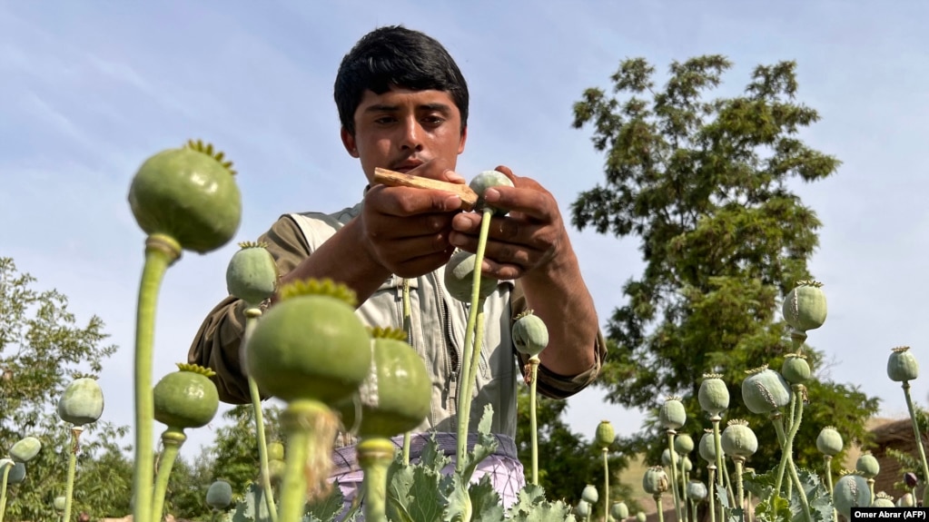 An Afghan farmer harvests opium sap from a poppy field in Badakhshan Province (file photo)