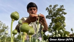 An Afghan farmer harvests opium sap from a poppy field in Badakhshan Province (file photo)