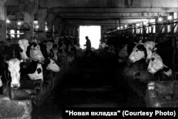 Рядом с деревней Шалавой расположен сельскохозяйственный комплекс. Но местные идут туда работать крайне неохотно – из-за низких зарплат. Фото: Артём Пучков для НВ