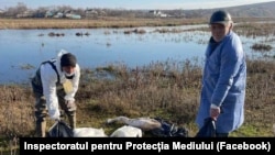 65 de cadavre de lebede găsite pe malurile râului Răut, în sectorul Lunga-Bahrînesti din raionul Florești.