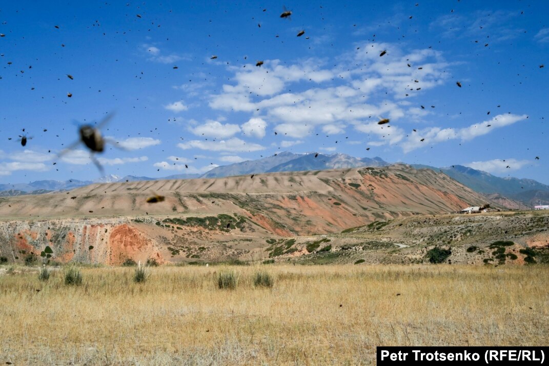 Олар бөртпелерін шығармай, тамағыңа кіргізеді. Олар бөртпелерін шығармай, тамағыңа кіргізеді.