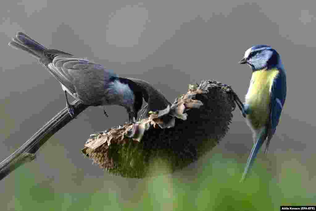 Birds feed on sunflower seeds near Pomaz in northern Hungary.