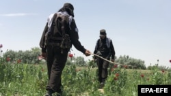 پیش از آغاز دوا پاشی روی کشتزار های کوکنار طالبان عملیات تخریب مزارع را با استفاده از وسایل و تراکتور ها آغاز کرده بودند