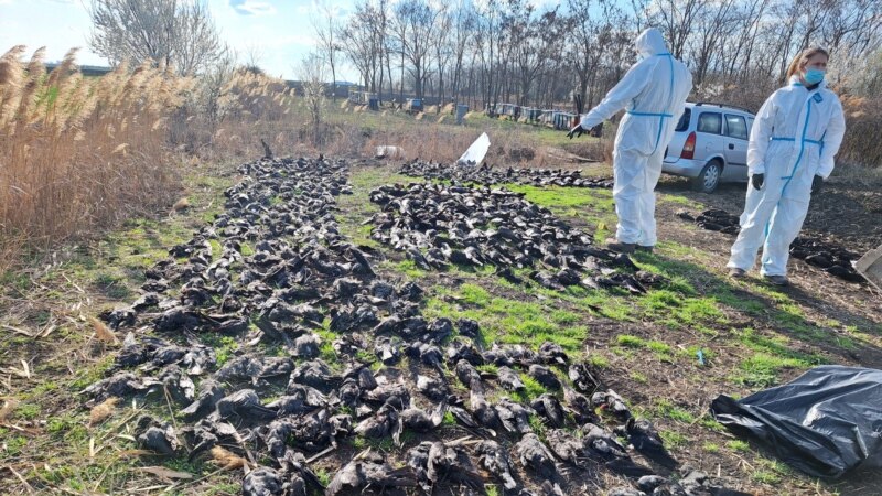 Više od 800 divljih ptica uginulo na severu Srbije 