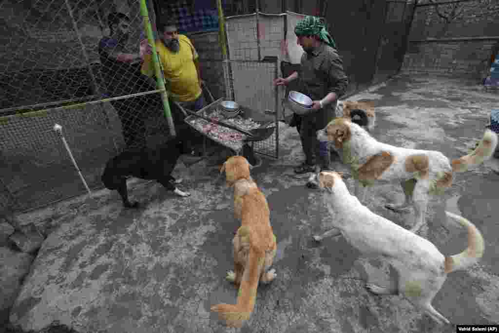 Tabatabaei established the Bamak Paradise shelter two years ago. Iran&#39;s clerical establishment -- which has ruled the country since the 1979 Islamic Revolution -- views the keeping of dogs as a sign of Western decadence. According to Islamic teachings, dogs are regarded as impure animals. Many younger Iranians ignore such calls, as they do&nbsp;other religious edicts. &nbsp; 