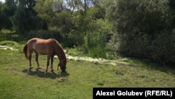 Иллюстратив фото