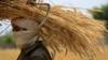 A Pakistani farmer carries bundles of wheat during the harvest season at a village on the outskirts of Peshawar, Pakistan, on May 4.<br />
&nbsp;<br />
Pakistan&#39;s highest wheat production in a decade is a welcome respite for its cash-strapped government struggling through economic, political, and food insecurity.<br />
<br />
&nbsp;