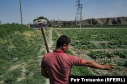 Farrukh Zabitov shows the cotton field where he works in the Sughd region.