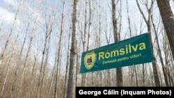 Corpul de Control al ministrei Mediului, Diana Buzoianu, a constatat, la Romsilva, mai multe situații considerate abuzive. În urma raportului, ea a a sesizat Parchetul Înaltei Curți de Casație și Justiție.