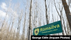 Prejudiciul adus în acest dosar companiei de stat Romsilva este de 300 milioane de euro