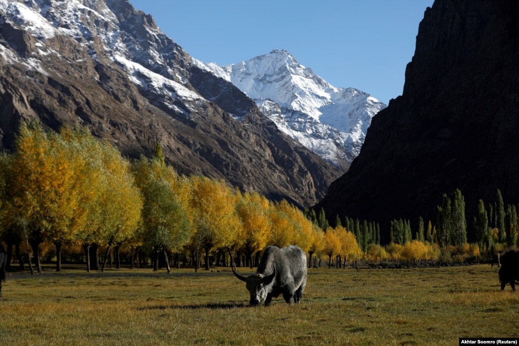 Një buall duke kullotur përballë maleve të mbuluara me borë në rajonin Gilgit-Baltistan, një zonë që është prekur keq nga incidentet që shkaktohen nga përmbytjet.