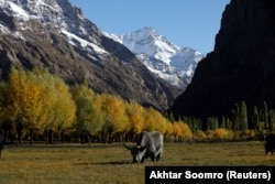 A yak grazes in front of snow-covered mountains in the Gilgit-Baltistan region, an area that has been badly affected by flood-related incidents.