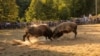 Bullfighting in Grmeč, Bosnia and Herzegovina