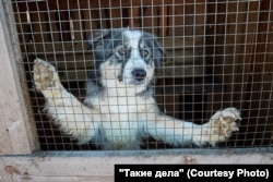 Собака в приюте "Ананда" в Улан-Удэ. Фото: Алексей Ударцев