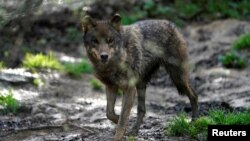 Iberijski vuk, Španija februar 2021. 