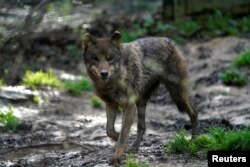 Iberski vuk (Canis lupus signatus) u Kortezubi u Španiji, 8. februar 2021.