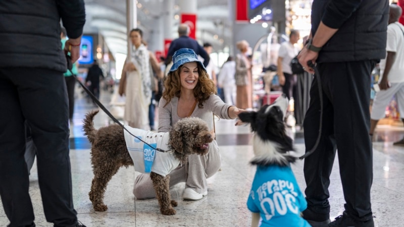 Qentë terapeutikë qetësojnë udhëtarët në Aeroportin e Stambollit
