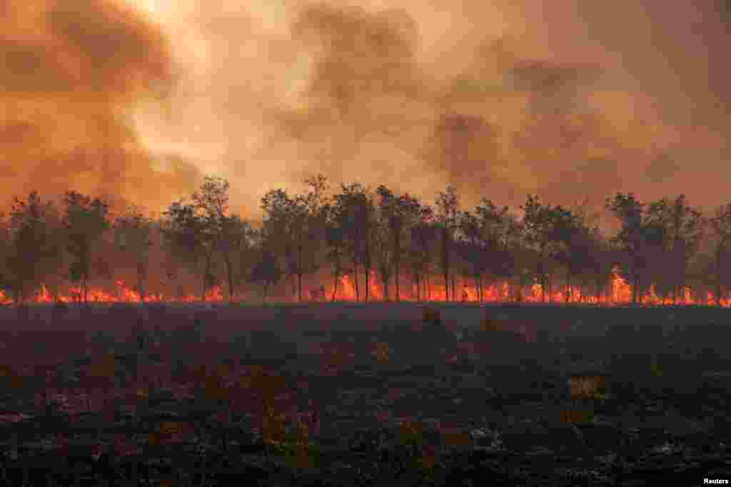 Flaka e tymi kanë kapluar një varg pemësh pasi zjarri përfshiu Parkun Kombëtar Dadia në rajonin e Evros, Greqi, 1 shtator 2023.