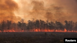 Plamen i dim se dižu iz drvoreda dok gori šumski požar u Nacionalnom parku Dadija u regionu Evros, Grčka, 1. septembra 2023. Ilustrativna fotografija