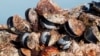 Heatwave kills huge amounts of mussels at Croatian shellfish farm, AP