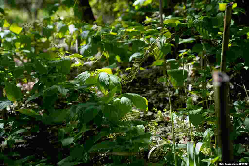 კავკასიური დიოსკორეა - მხოლოდ აფხაზეთში იზრდება. ამ მცენარისგან მიღებული პრეპარატი გულ-სისხლძარღვთა დაავადებების წინააღმდეგ გამოიყენება.