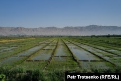 Rice paddies along the Syr Darya in the Sughd Region