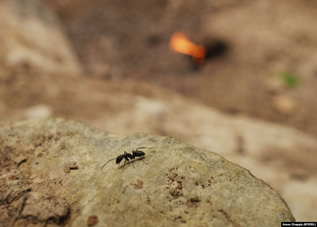 Një milingonë me gjatësi rreth 2 centimetra nga koka te bishti, kalon pranë zjarrit pranë Lopatarit. Disa popullata të milingonave kanë krijuar fole në tokën e ngrohur nga zjarret pranë Lopatarit. Insektet janë të ndryshme për nga përmasat, por përfshijnë disa milingona gjigante, si kjo e fotografuar, e cila ishte pothuajse aq e madhe sa një grerëz. &nbsp;