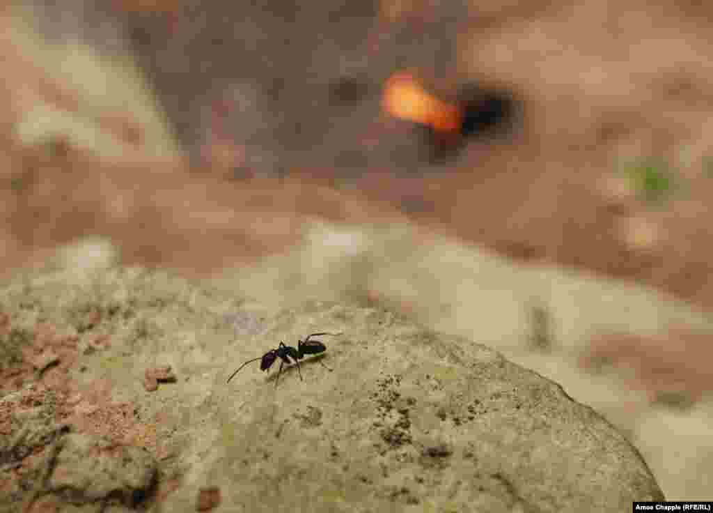 An ant that measured around 2 centimeters from head to tail, passes near the fire near Lopatari. Some ant populations have established nests in soil warmed by the fires near Lopatari. The insects are varied in size, but include some giant ants such as the one photographed above that was nearly as large as a wasp. &nbsp;