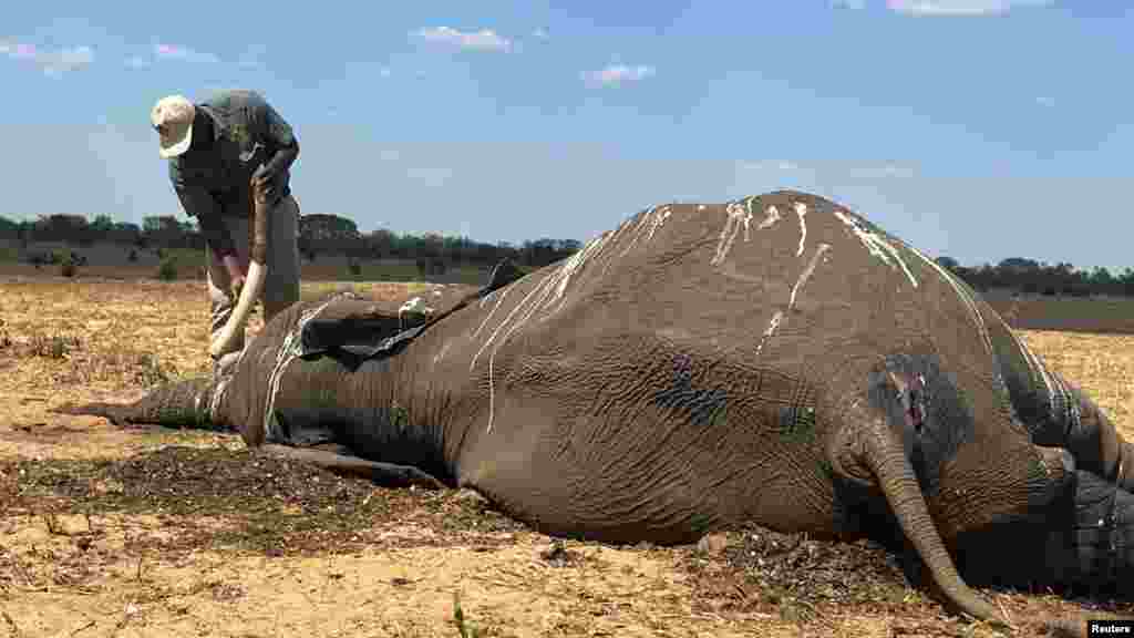 Hwange-ban negyvenötezer elefánt él. Egy kifejlett elefántnak naponta kétszáz liter vízre van szüksége, mivel azonban a vízforrások egyre fogynak, a napenergiával működő szivattyúk nem tudnak elég vizet meríteni a fúrt kutakból