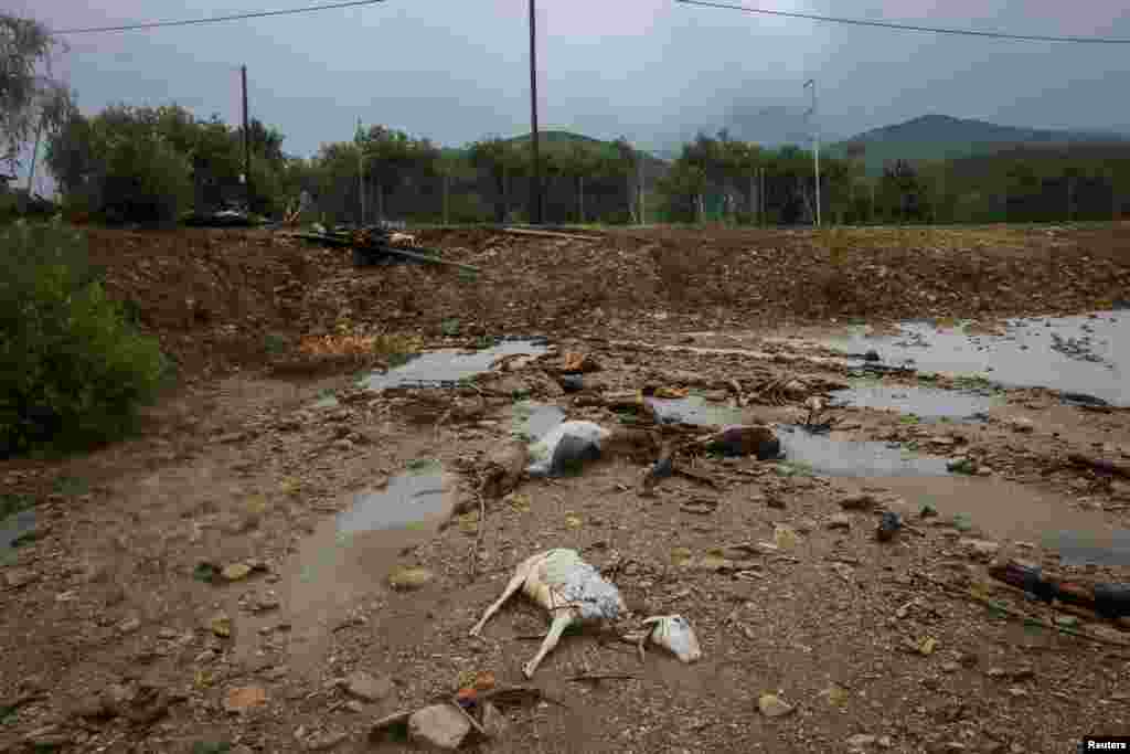 Delet e ngordhura shihen në një zonë të përmbytur si pasojë e stuhisë Daniel në qytetin e Volos, Greqi, 6 shtator 2023.