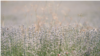 Lavender flowers fields Bulgaria 