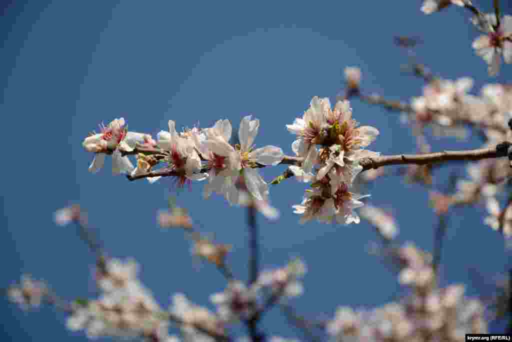 Цветы миндаля особенно хорошо видны на фоне безоблачного синего неба