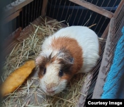 The guinea pig is now doing well with a new family.