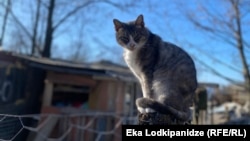 კატა თავშესაფრის ღობიდან იმზირება.