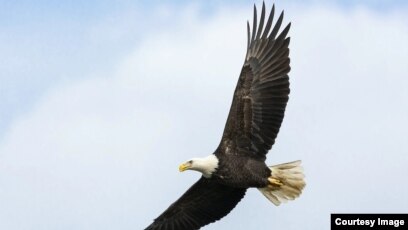 Как Устроены США. Моя Америка