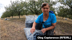 Ecaterina Gaibu din satul Alexeevca, raionul Ungheni, proprietara unei livezi de prune. 