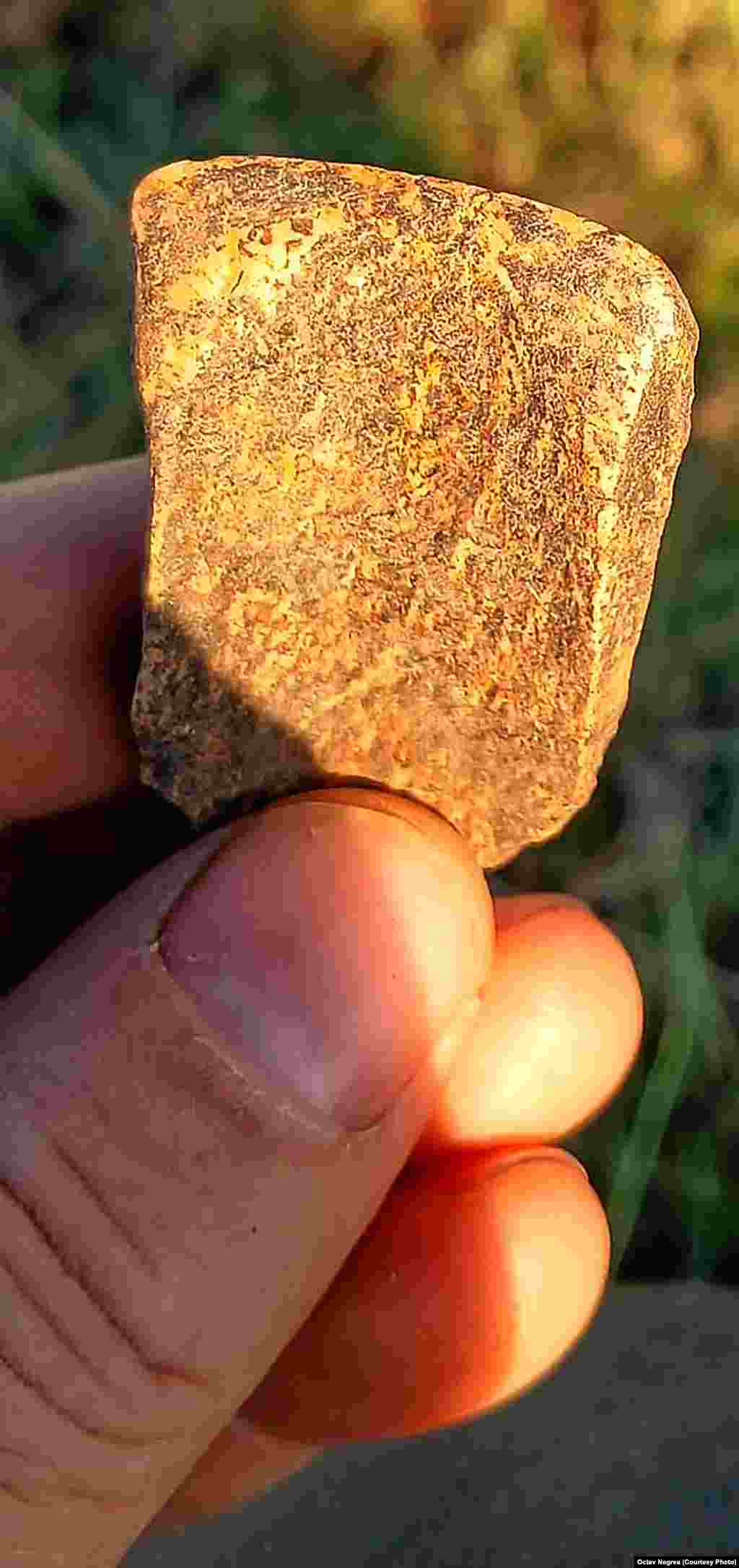 After thousands of years lying undisturbed, a bone chisel from the Bronze Age is pictured in the sunlight after being unearthed earlier this month.