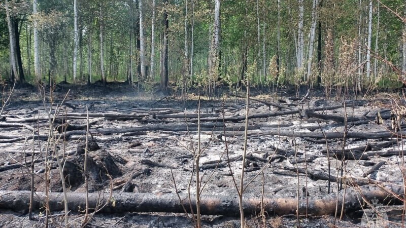 За 2023 год в Башкортостане произошло 73 лесных пожара