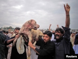 د خیبر پښتونخوا په مانسهره کې یوشمېر کسانو د سپیو په جنګ کې بریالی سپی نیولی او خوشالي کوي. صوبايي اسمبلۍ په قانوني مسوده کې د ځناورو او مرغانو پر جنګولو د بندیز وړاندیز کړی دی - پخوانی انځور.