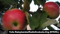 Яблука знову можна експортувати до країн Євросоюзу